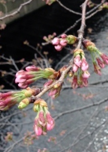 3/26の目黒川の桜