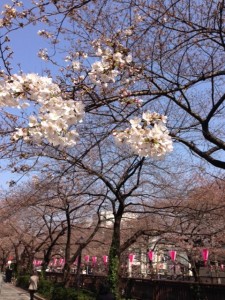 3/28の目黒川の桜